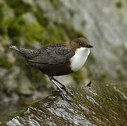 White-throated Dipper