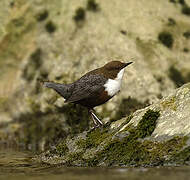 White-throated Dipper