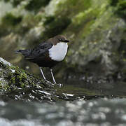 White-throated Dipper