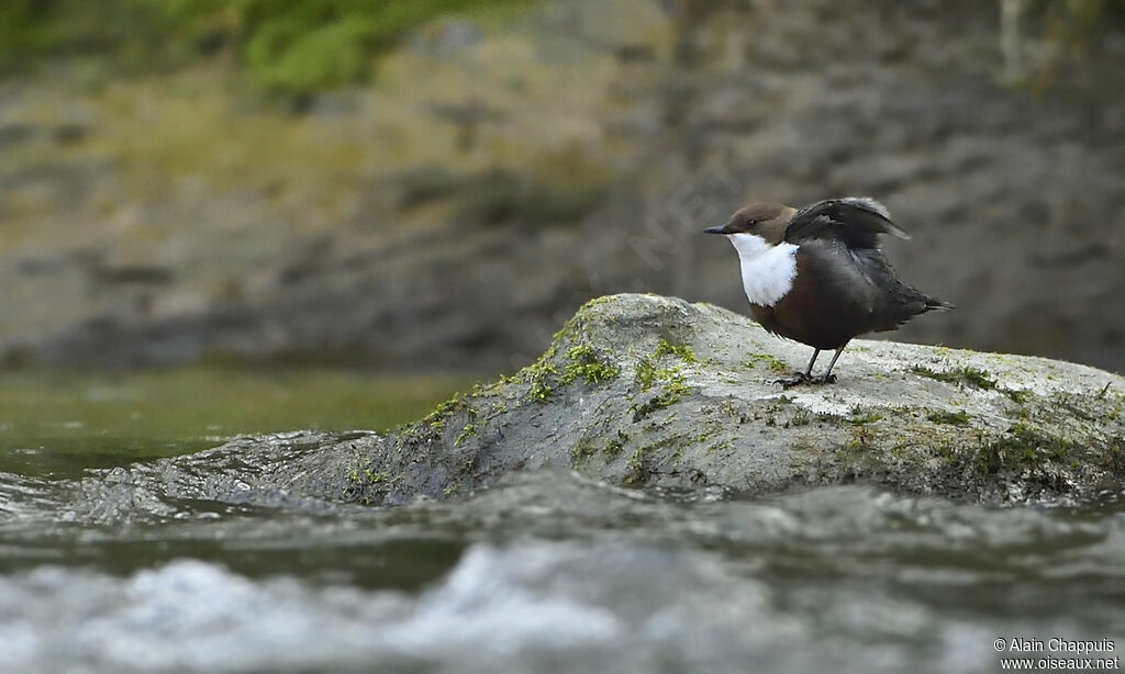 White-throated Dipperadult, identification, Behaviour