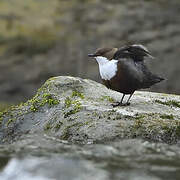 White-throated Dipper