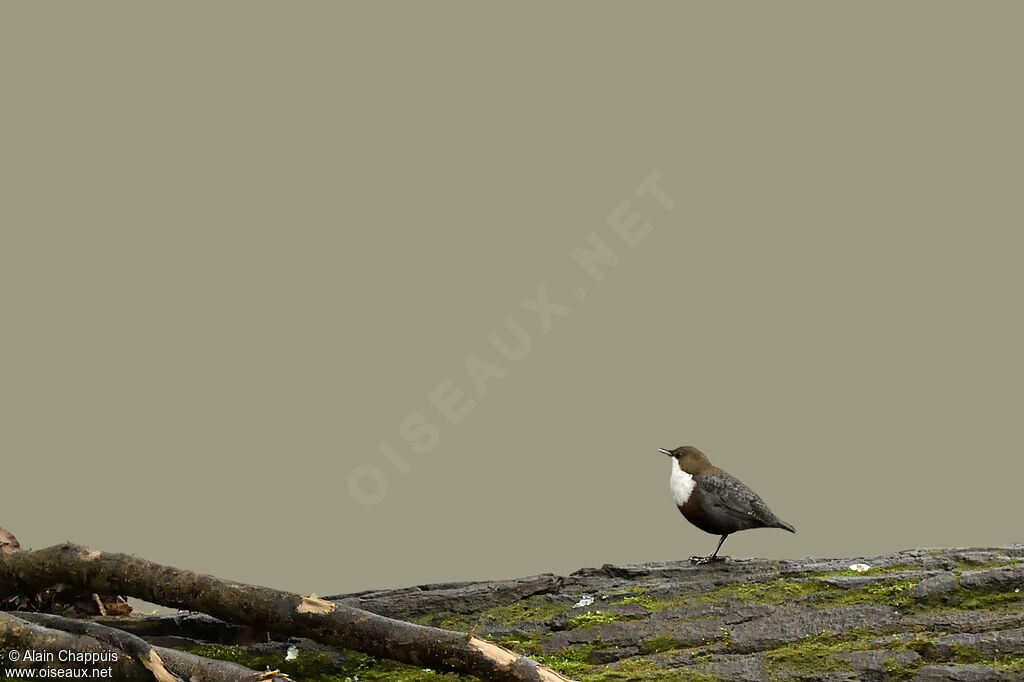 White-throated Dipperadult, identification, Behaviour