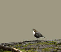 White-throated Dipper