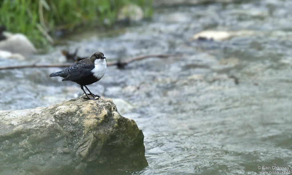 White-throated Dipperadult, identification, Behaviour