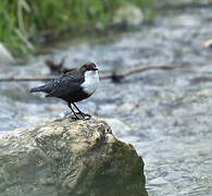 White-throated Dipper