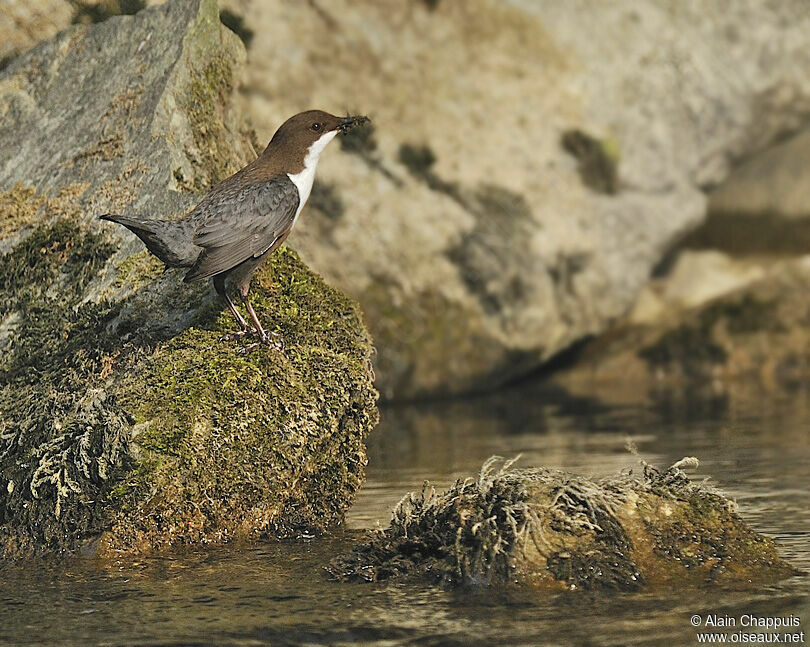 White-throated Dipperadult, identification, Reproduction-nesting, Behaviour