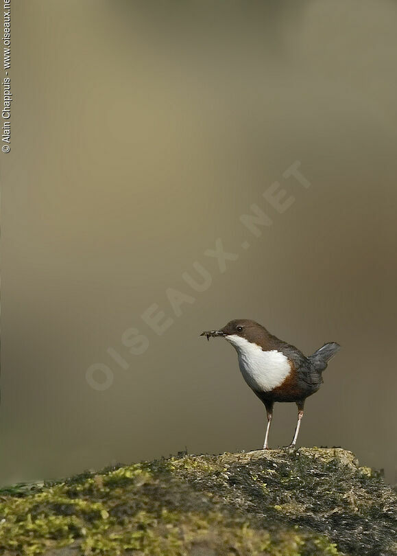 White-throated Dipperadult, identification, Reproduction-nesting, Behaviour