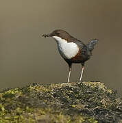 White-throated Dipper