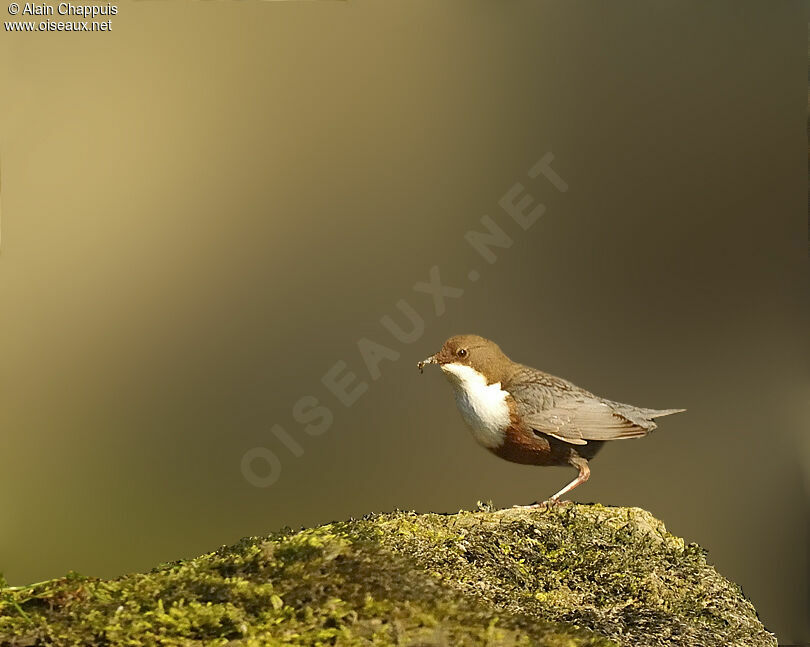 White-throated Dipperadult, identification, Reproduction-nesting, Behaviour