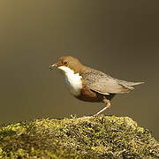 White-throated Dipper