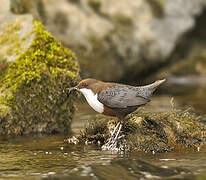 White-throated Dipper