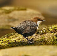 White-throated Dipper