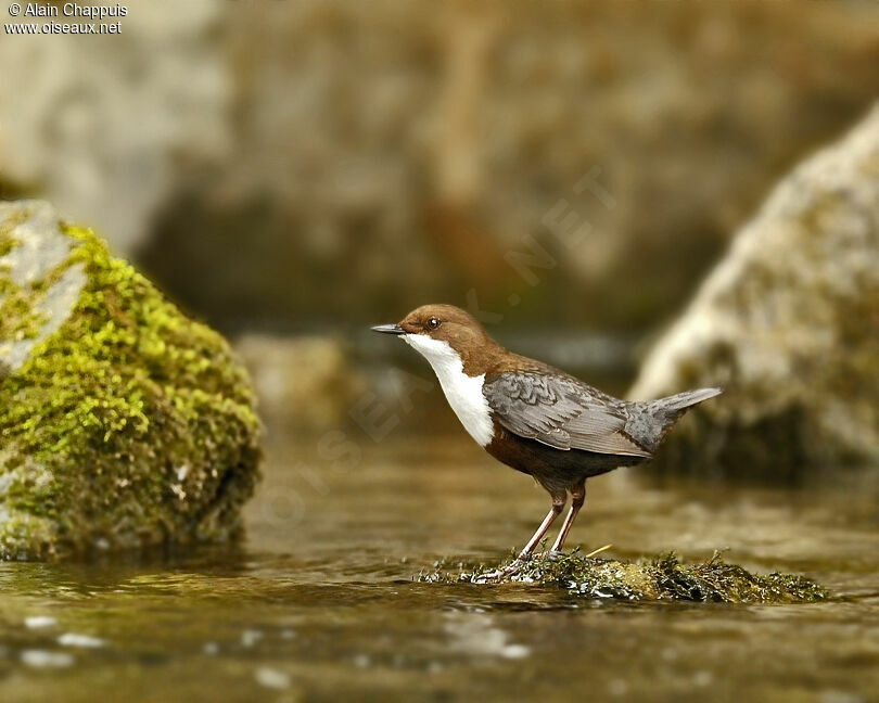 White-throated Dipperadult, identification, Behaviour