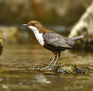 White-throated Dipper