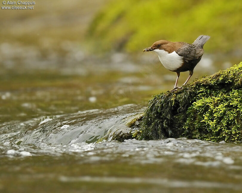 White-throated Dipperadult, identification, feeding habits, Reproduction-nesting, Behaviour