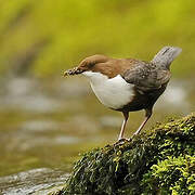 White-throated Dipper