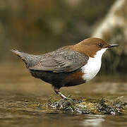 White-throated Dipper