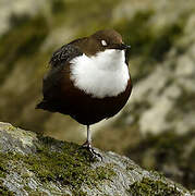 White-throated Dipper