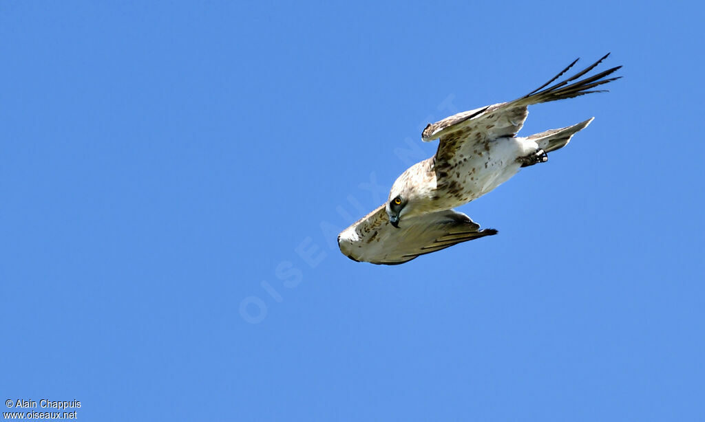 Short-toed Snake EagleFirst year, identification, Flight, Behaviour