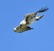 Short-toed Snake Eagle