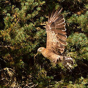 Short-toed Snake Eagle