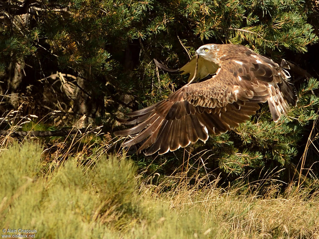 Short-toed Snake EagleFirst year, identification, Flight, feeding habits, Behaviour