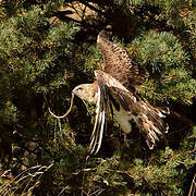 Short-toed Snake Eagle