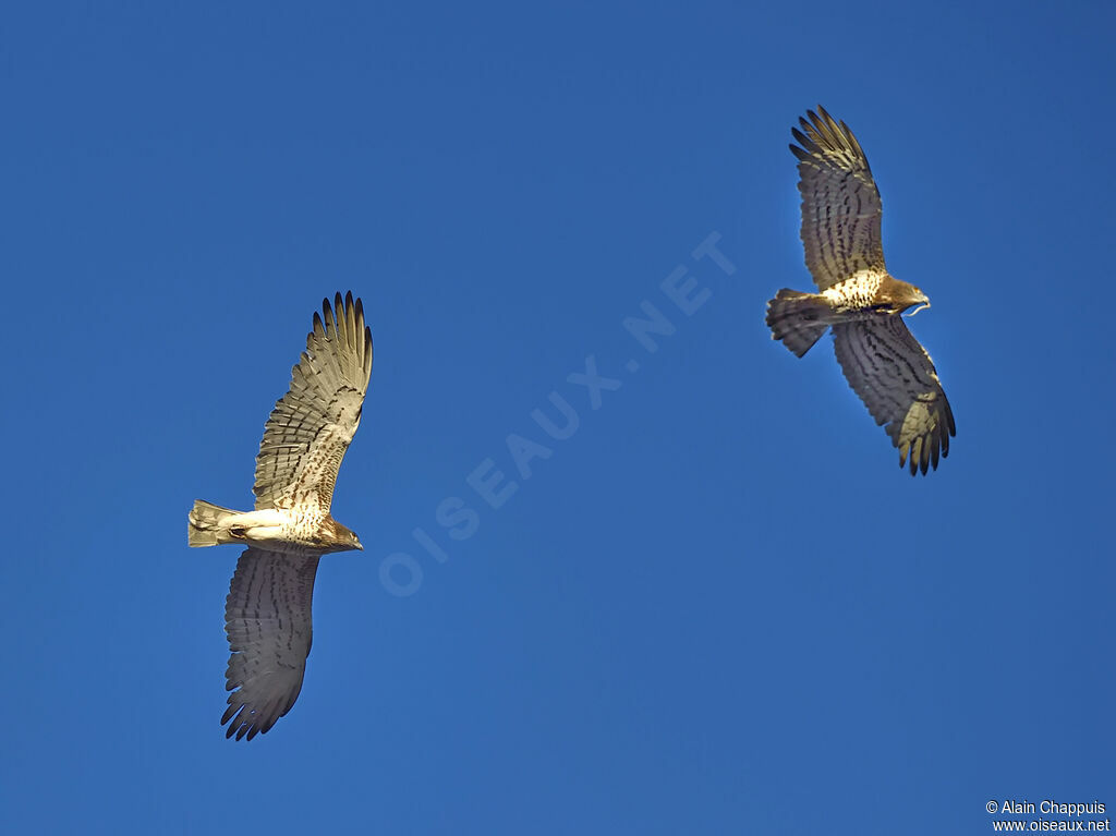 Short-toed Snake Eagleadult, Flight, fishing/hunting