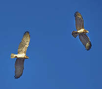 Short-toed Snake Eagle