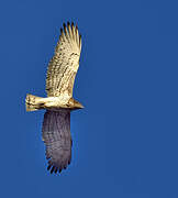 Short-toed Snake Eagle