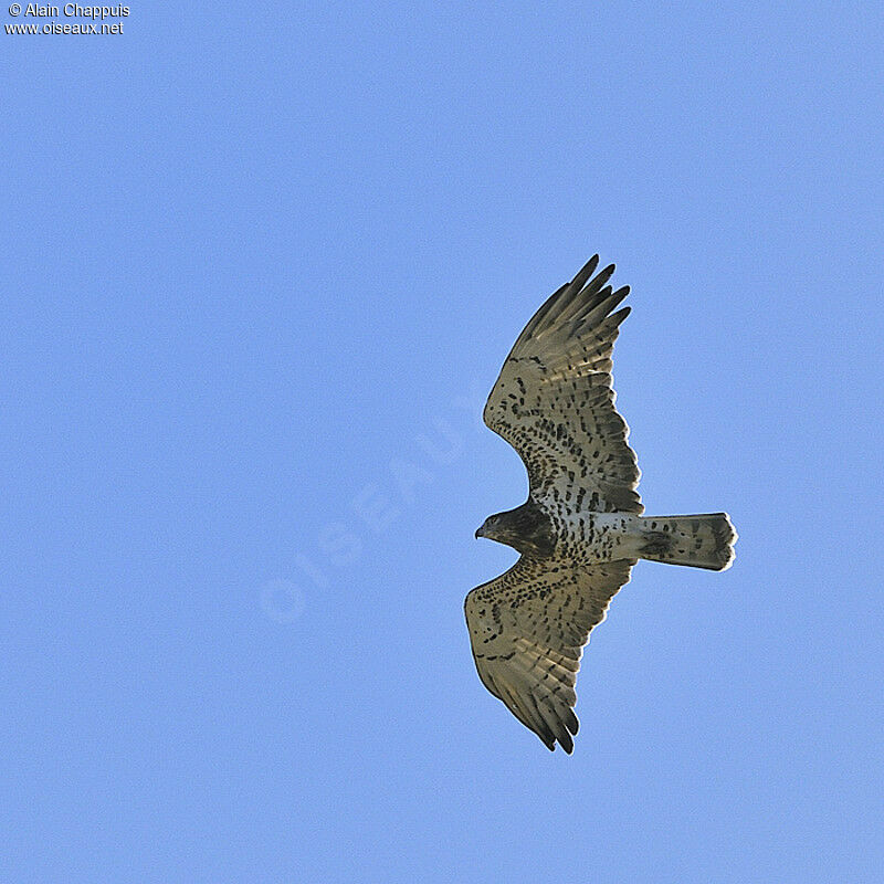 Short-toed Snake Eagleadult, Flight