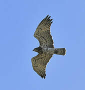 Short-toed Snake Eagle