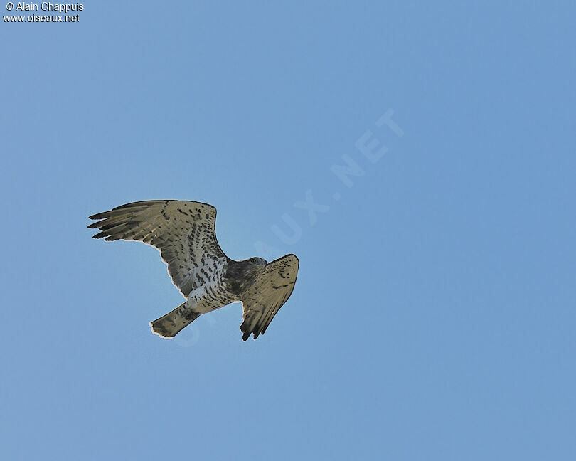 Short-toed Snake Eagle, Flight