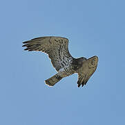 Short-toed Snake Eagle