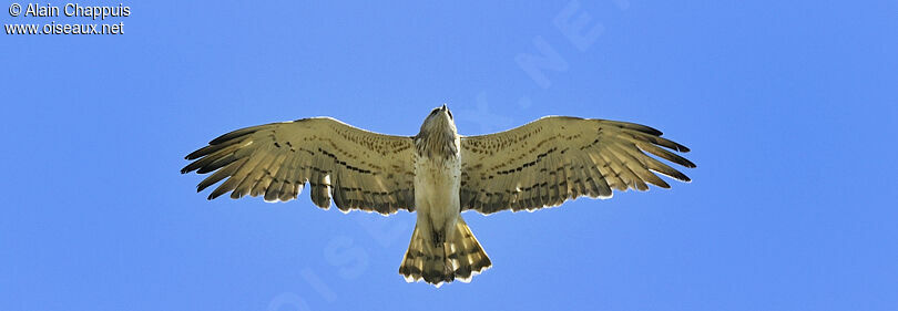 Short-toed Snake Eagleadult, Flight