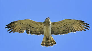 Short-toed Snake Eagle