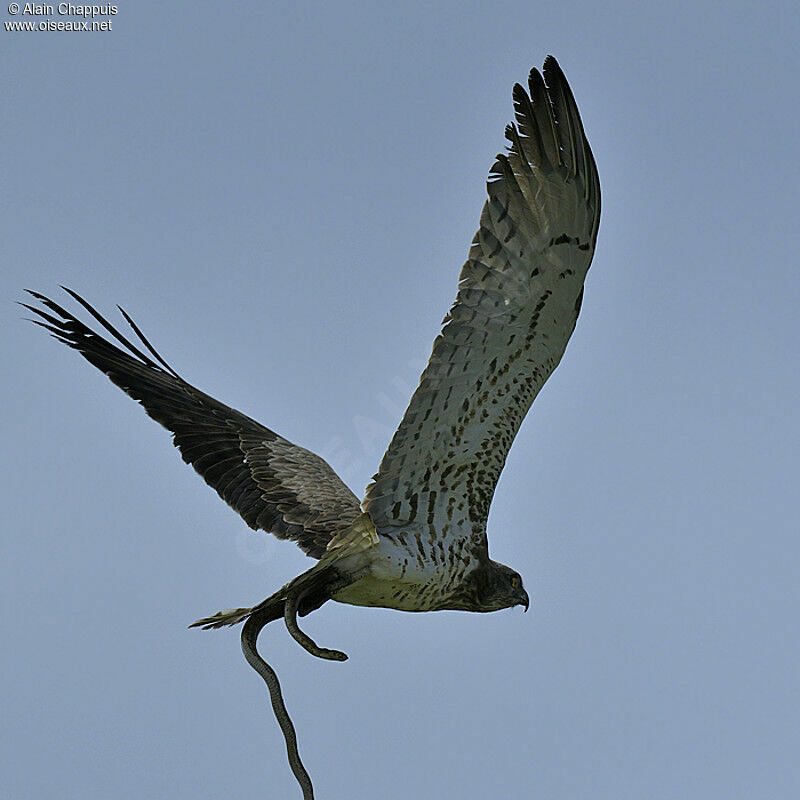 Short-toed Snake Eagleadult, identification, Flight, feeding habits, Behaviour