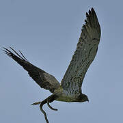 Short-toed Snake Eagle