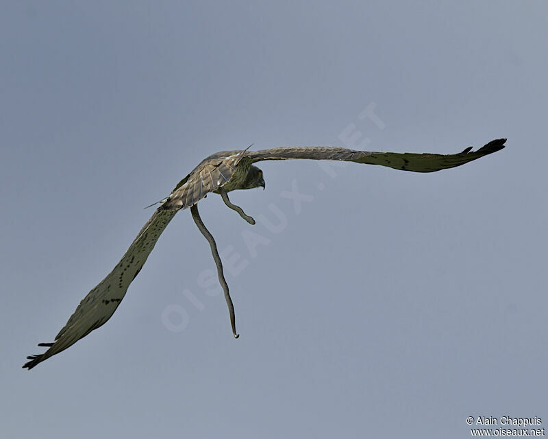 Circaète Jean-le-Blancadulte, identification, Vol, régime, Comportement