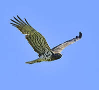 Short-toed Snake Eagle