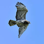 Short-toed Snake Eagle