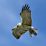 Short-toed Snake Eagle