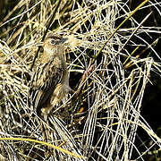 Zitting Cisticola