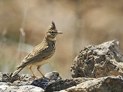 Thekla's Lark