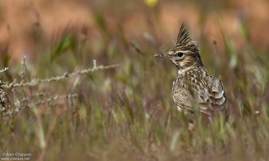 Crested Larkadult, identification, walking