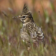 Crested Lark