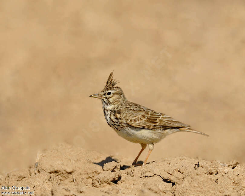 Cochevis huppéadulte nuptial, identification, Comportement