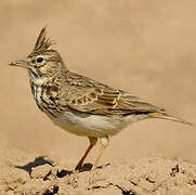 Crested Lark