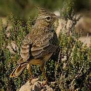 Crested Lark