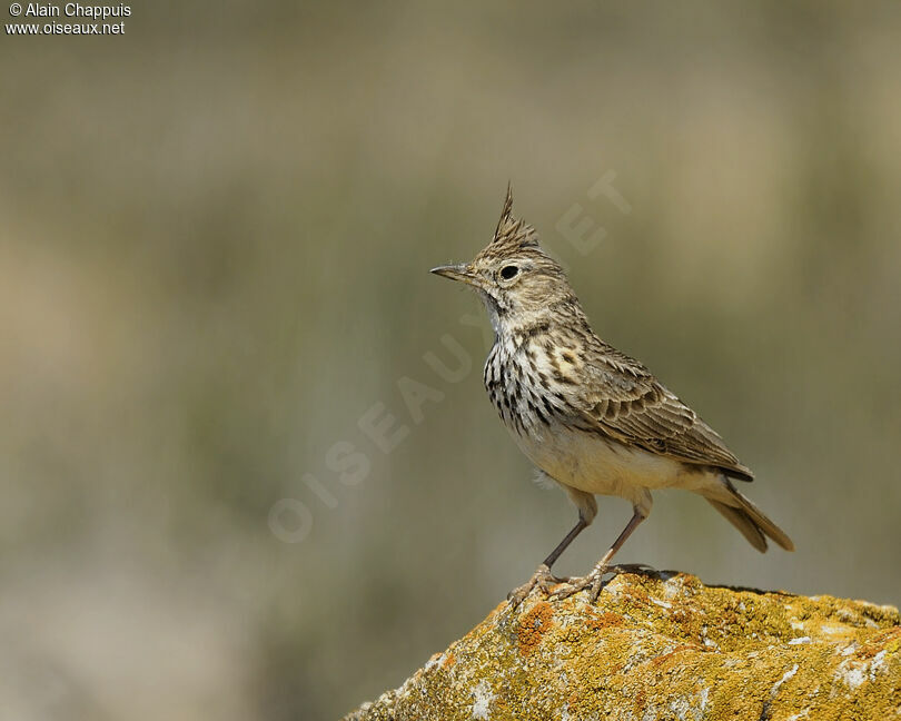 Crested Lark male adult breeding, identification, Behaviour